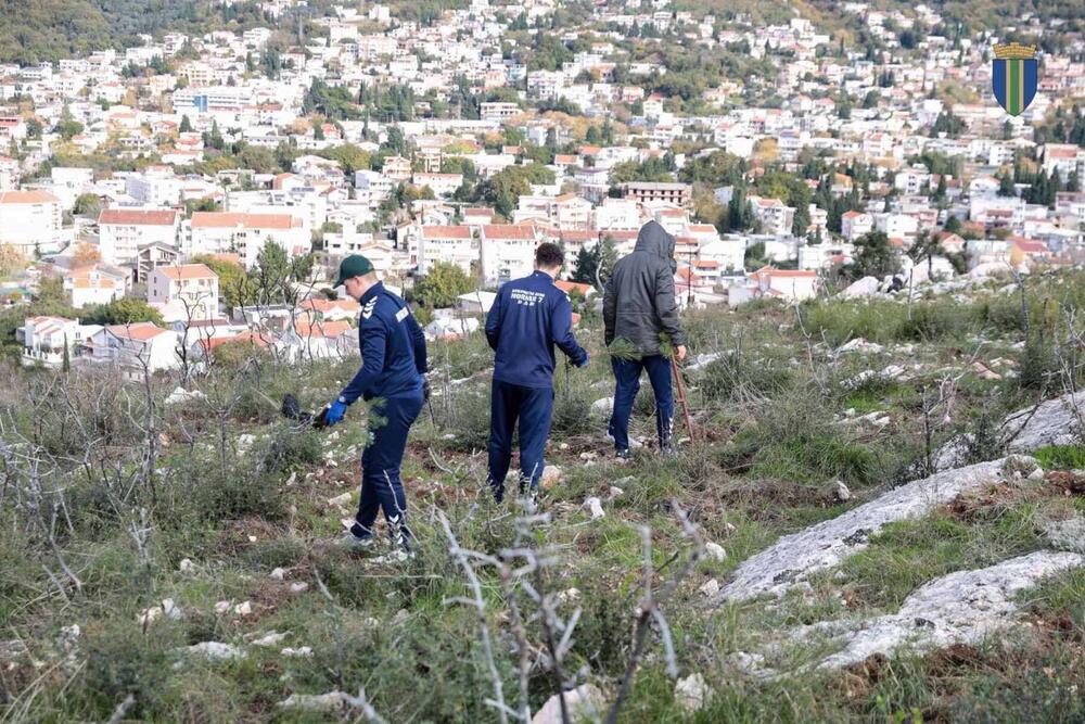 <p>Akcija sadnje na Golom brdu nastavlja se i 30. novembra, uz očekivanje da će njenim završetkom na ovom lokalitetu samo tokom novembra biti zasađeno oko 25 hiljada sadnica</p>