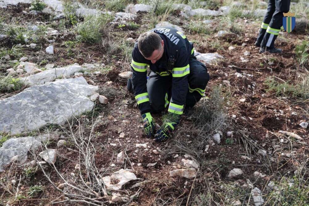 <p>Akcija sadnje na Golom brdu nastavlja se i 30. novembra, uz očekivanje da će njenim završetkom na ovom lokalitetu samo tokom novembra biti zasađeno oko 25 hiljada sadnica</p>