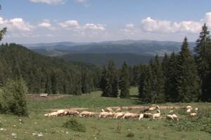 Stočari koji izdižu na crnogorske katune suočavaju se sa sve više...
