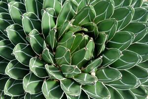 Zašto budućnost tekile zavisi od meksičkih slijepih miševa