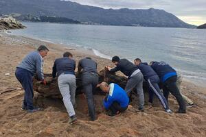 Budva: Realizovano čišćenje gradske plaže Pizana, prikupljeno...