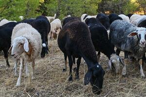 Panika u Grčkoj: Hoće li biti feta sira