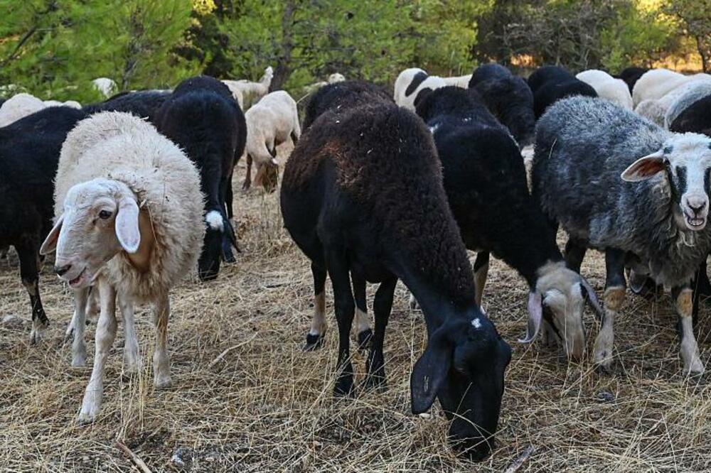 Foto: AFP via Getty Images