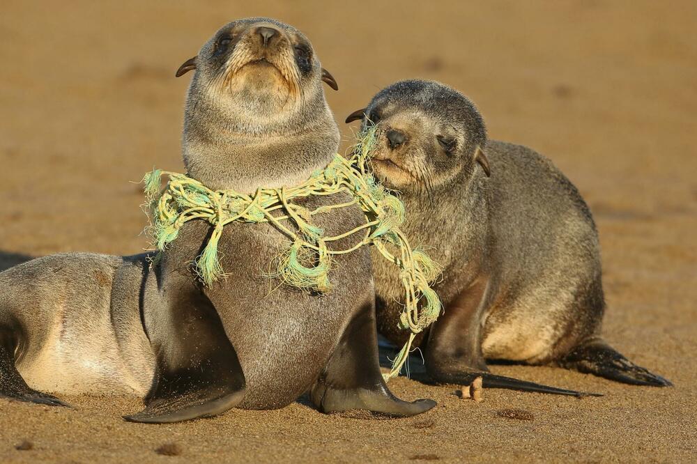 Mladunče foke upleteno u plastiku na plaži, Foto: Getty Images