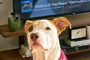 Smiruje li muzika životinje