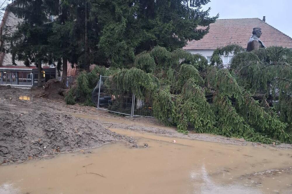 Oboreno stablo na trgu, Foto: Privatna arhiva