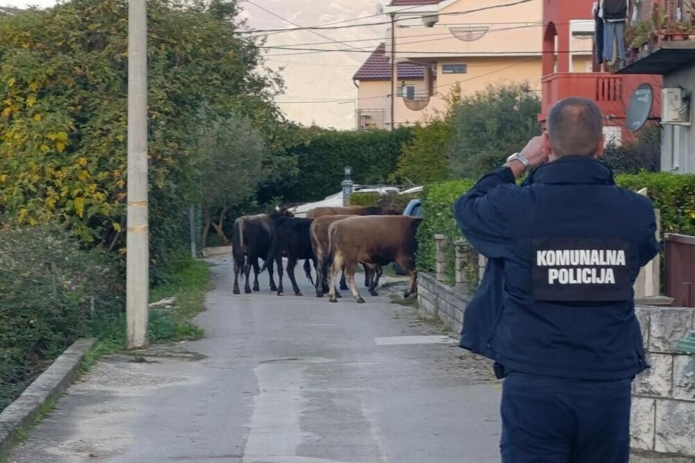 Lutajuća stoka u Gradiošnici: Tivat, Foto: Privatna arhiva