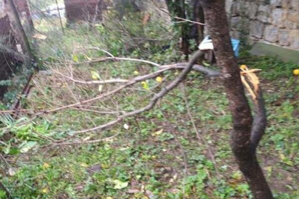 Mještani Kavča ukazali na problem lutajuće stoke: Ruše međe i...