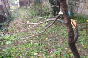 Mještani Kavča ukazali na problem lutajuće stoke: Ruše međe i...