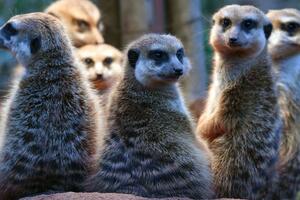 Uz rame sa merkatima: Gdje su ljudi na prirodnoj tabeli monogamije