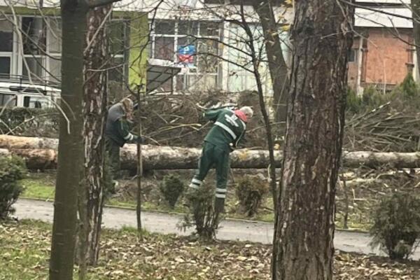 Bijelo Polje: Uklanjaju bolesna i dotrajala stabla iz gradskog...
