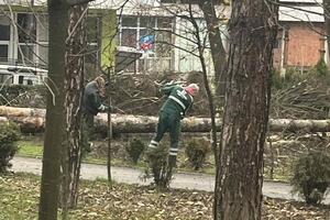 Bijelo Polje: Uklanjaju bolesna i dotrajala stabla iz gradskog...