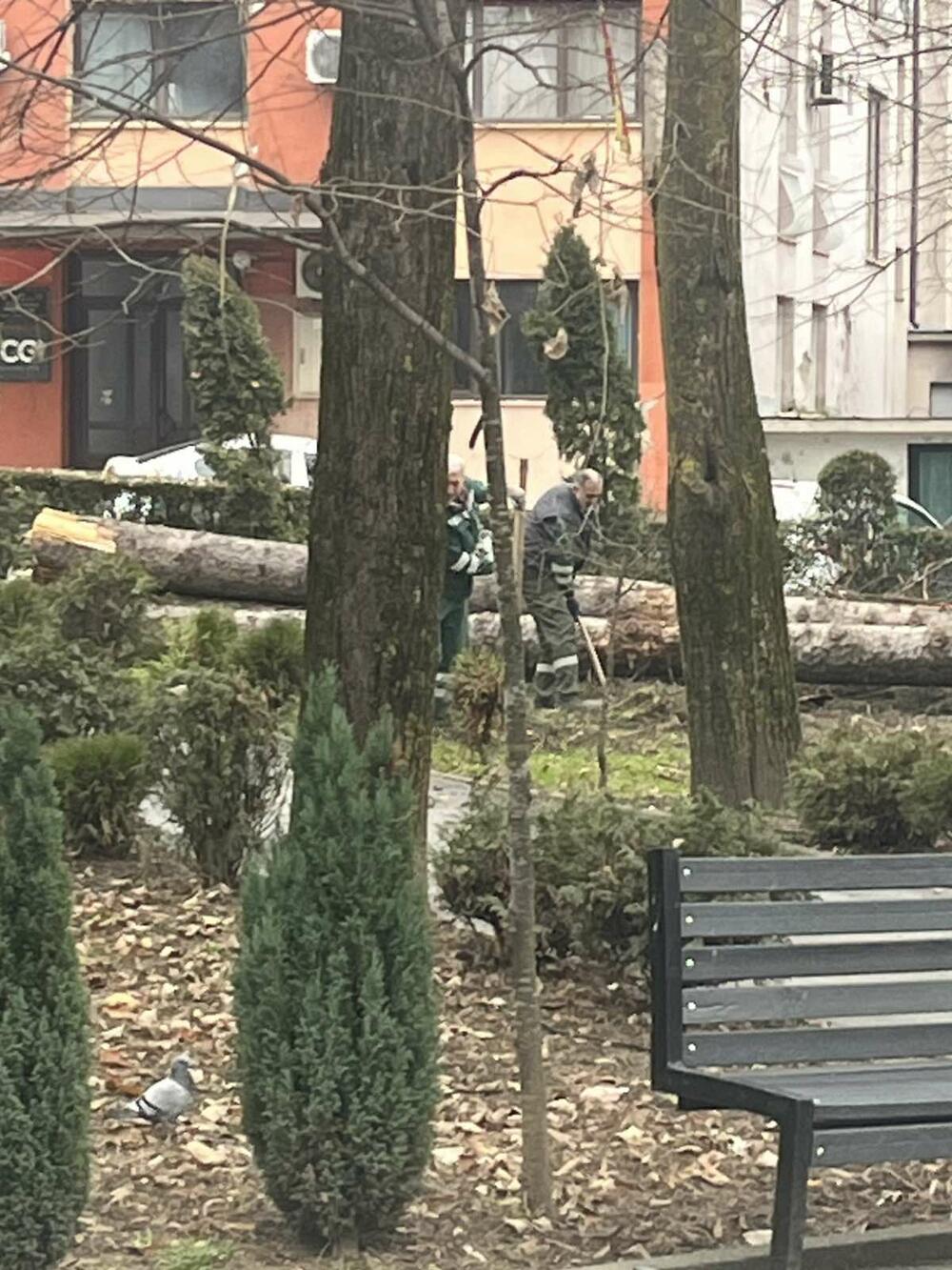 <p>Kako je saopšteno iz Komunalnog preduzeća "Lim", stručne analize su pokazale da je dio drveća bio u veoma lošem stanju, te da su suve i oslabljene grane predstavljale potencijalnu opasnost za građane i prolaznike</p>