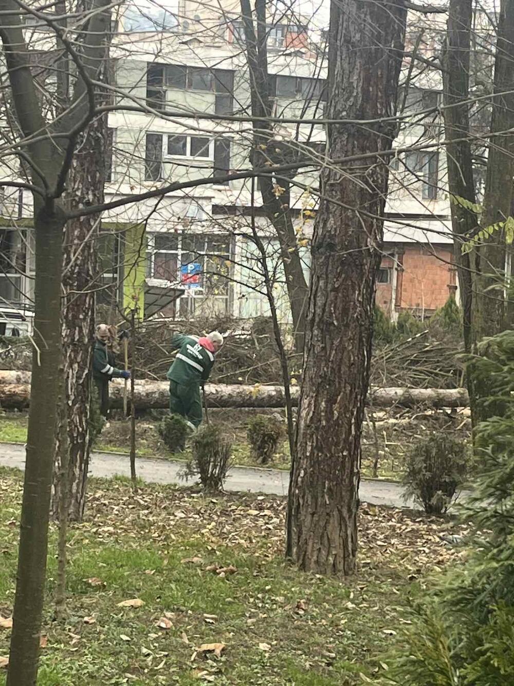 <p>Kako je saopšteno iz Komunalnog preduzeća "Lim", stručne analize su pokazale da je dio drveća bio u veoma lošem stanju, te da su suve i oslabljene grane predstavljale potencijalnu opasnost za građane i prolaznike</p>