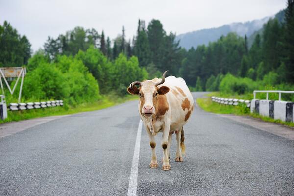 Mještani Gornjeg Vraneša pisali ministarstvu: Stoka hara ulicama,...