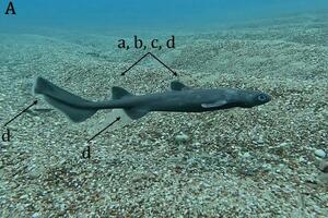 IBMK objavio video: Kitefin ajkula u crnogorskim vodama, kod...