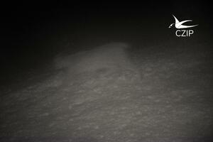 CZIP: Potvrđeno prisustvo risa u Parku prirode Piva