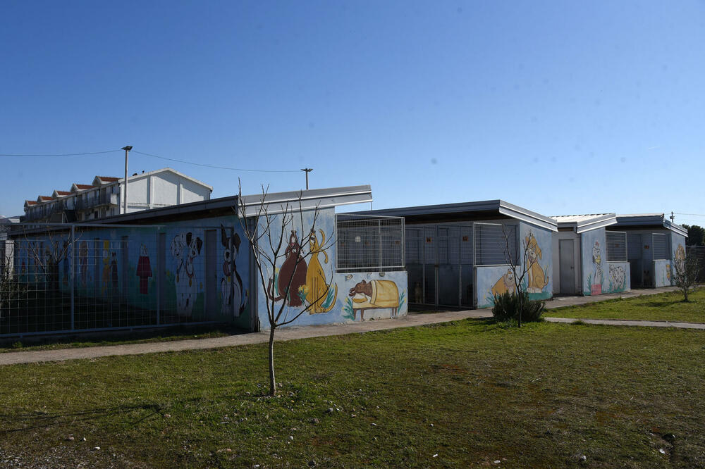 Pas smješten u sklonište za napuštene životinje (ilustracija), Foto: Luka Zekovic