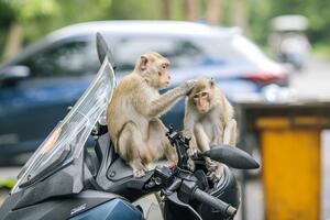 Najsmješnije fotografije životinja 2025: Krštenje žaba i lisice...