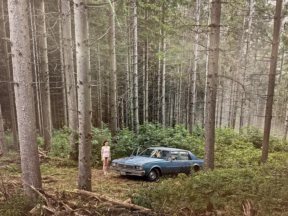 Borova šuma, 2014, iz ciklusa Katedrala borova