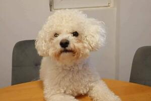 Neće dati da Meda odvedu od porodice: Građani i aktivisti najavili...