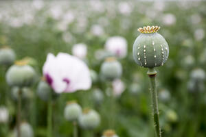 Mjanmar - epicentar ilegalne trgovine drogom u Aziji: Karteli pod...