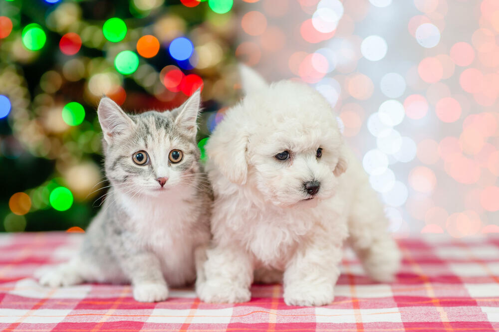 Ilustracija, Foto: Shutterstock