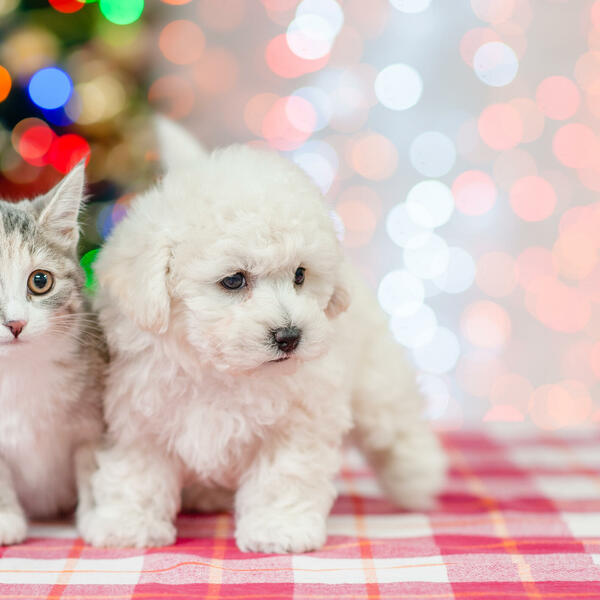 Želite da držite psa ili mačku u stanu, ali vas brinu dlake? Ovi...