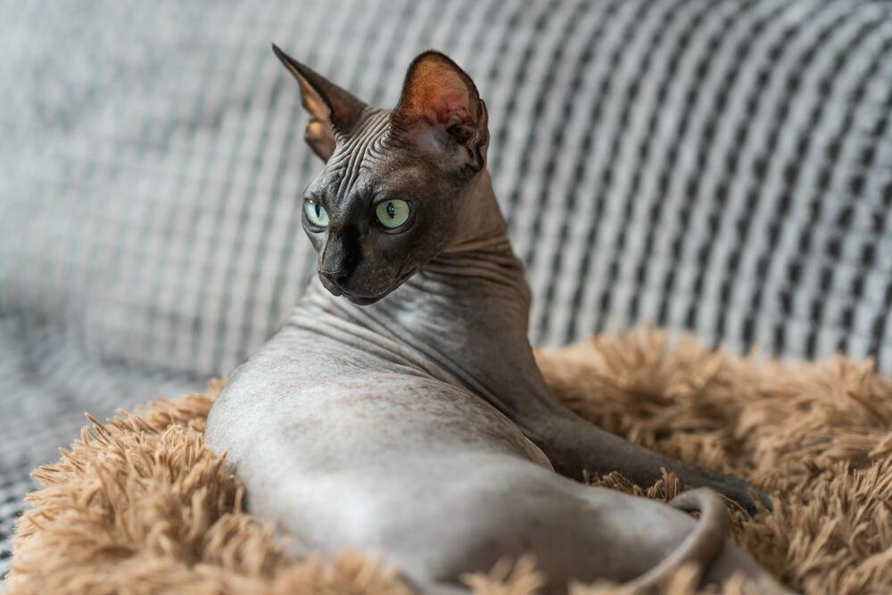 Sfinks, mačka