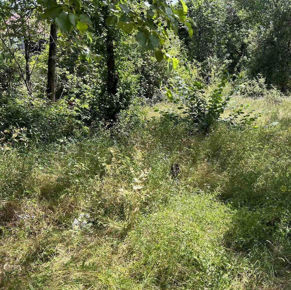 Neobilježeno groblje ispod Trebjese gdje su pokopani ostaci porodice Klapuh