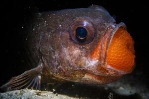 Kung fu gorila i hijena iz 'grada duhova': Najbolje fotografije...