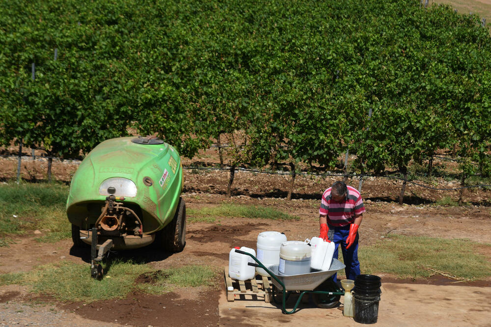 Država povećava dažbine, a otežava podršku: Obeshrabljeni vinari, Foto: BORIS PEJOVIC