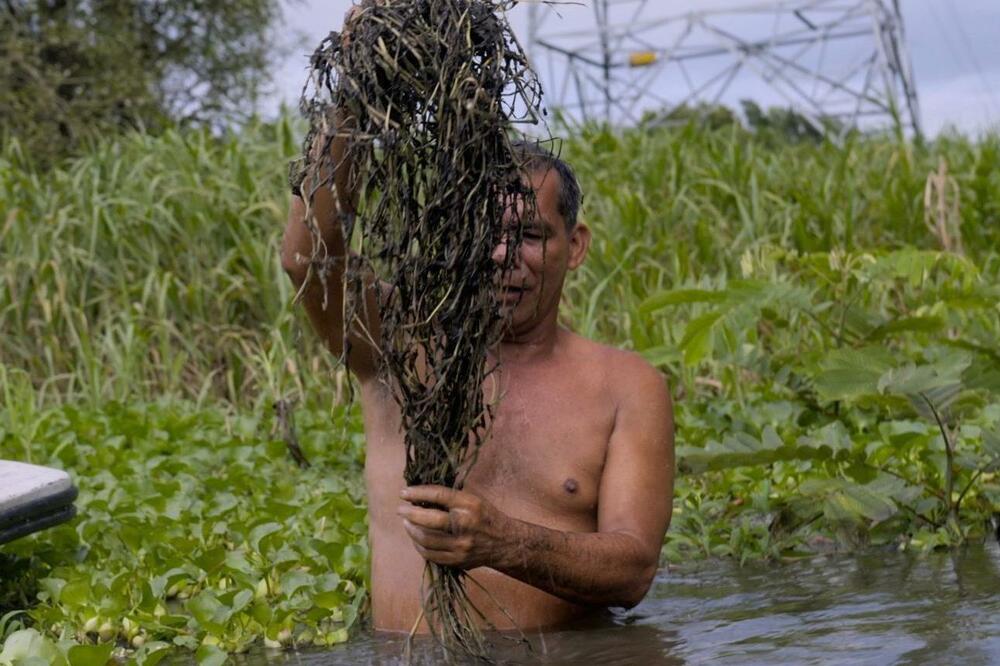 Ribar je iz vode izvukao gomilu vegetacije u tamnom sedimentu, što je, kako kaže Velaskez, znak zagađenja naftom, Foto: BBC