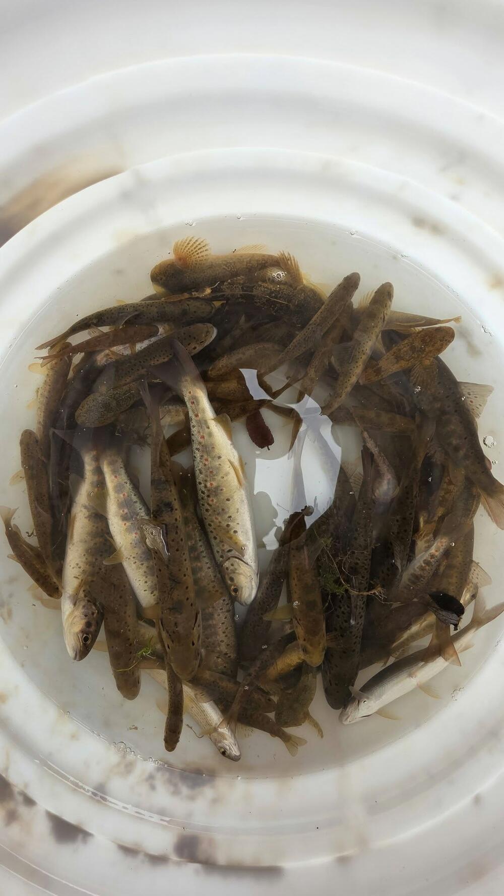 <p>Za potrebe sanacionog ribolova korišćen je elektrošoker, uređaj kojim su upravljali stručnjaci sa Prirodno-matematičkog fakulteta iz Podgorice, jedini u državi koji imaju dozvolu za takav vid izlova</p>