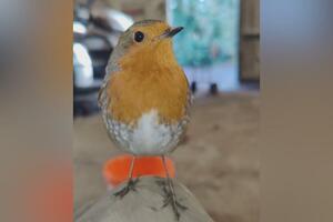 Moj prijatelj Henri crvendać: Kako je ptičica postala svetski...