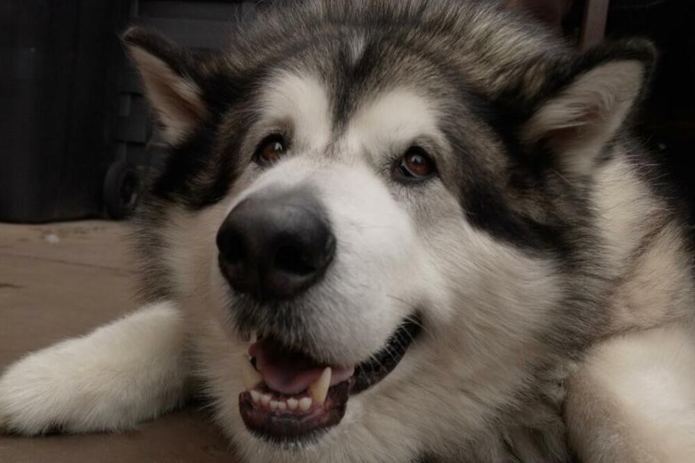 Mal, aljaski malamut težak više od 80 kilograma, postao je poznat u lokalnoj zajednici, kažu njegovi vlasnici, Foto: BBC