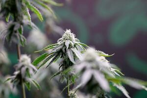 Legalizacija kanabisa u medicinske svrhe u Bosni: 'Da zaspim bar...