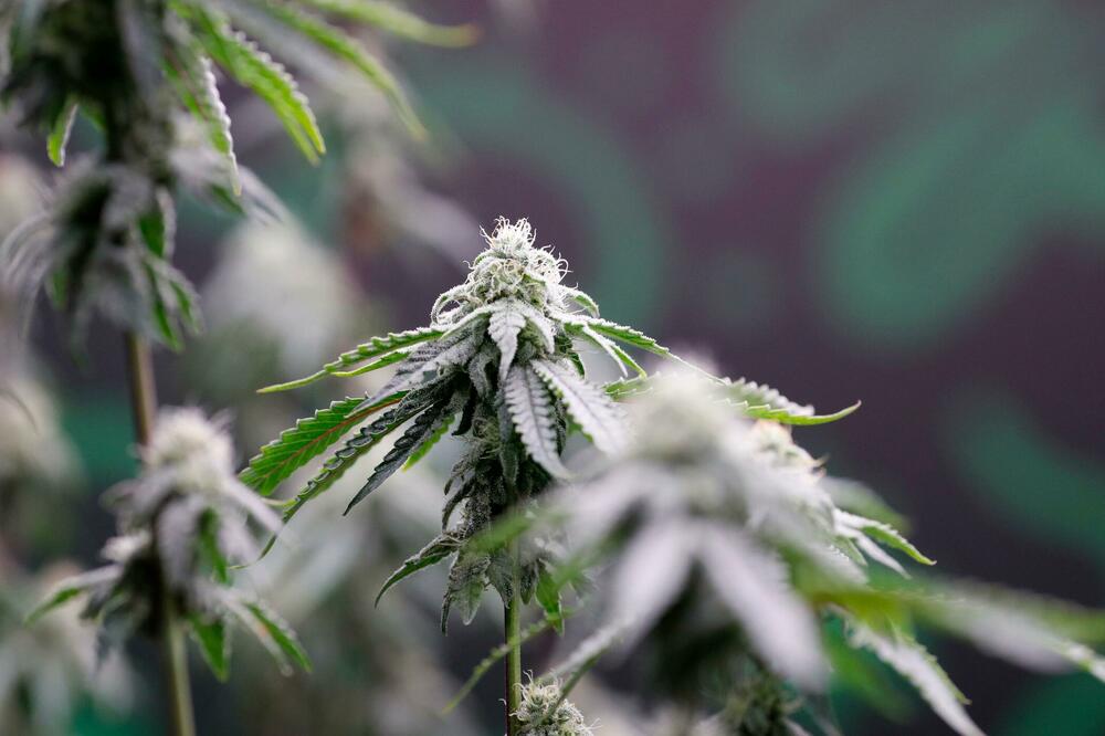 Foto: RUNGROJ YONGRIT/EPA/Shutterstock