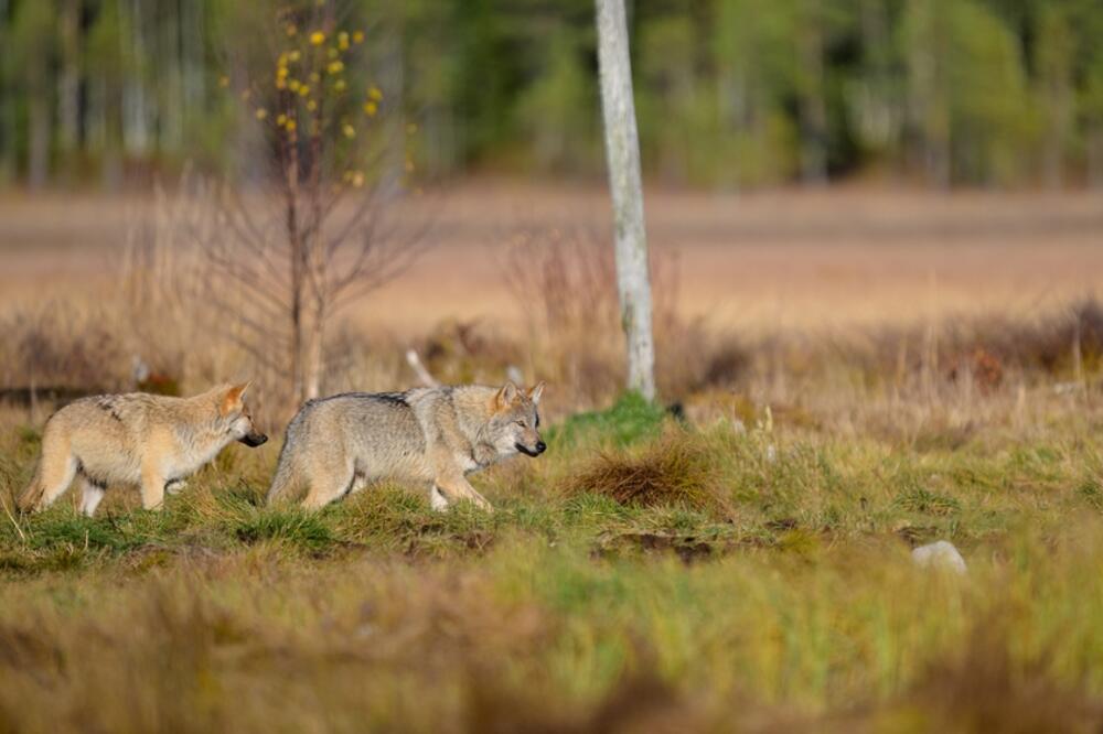 Ilustracija, Foto: Shutterstock