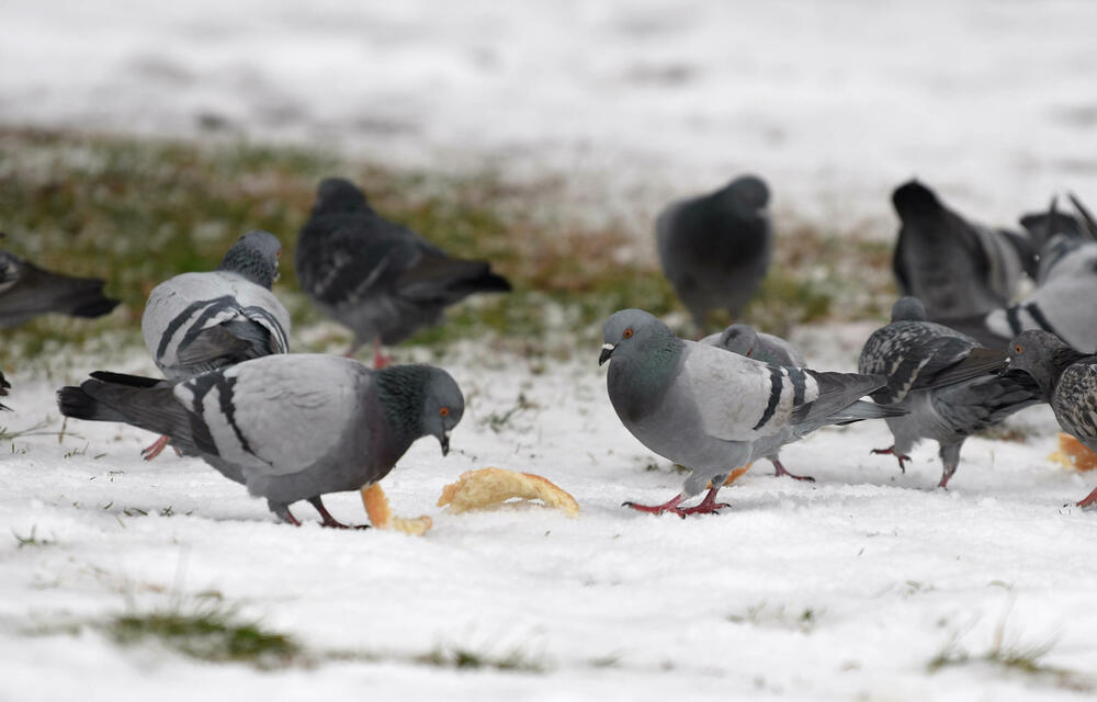 <p>U galeriji slika fotoreportera "Vijesti" Borisa Pejovića pogledajte kako izgleda Podgorica prekrivena snijegom koji je danas pao.</p>