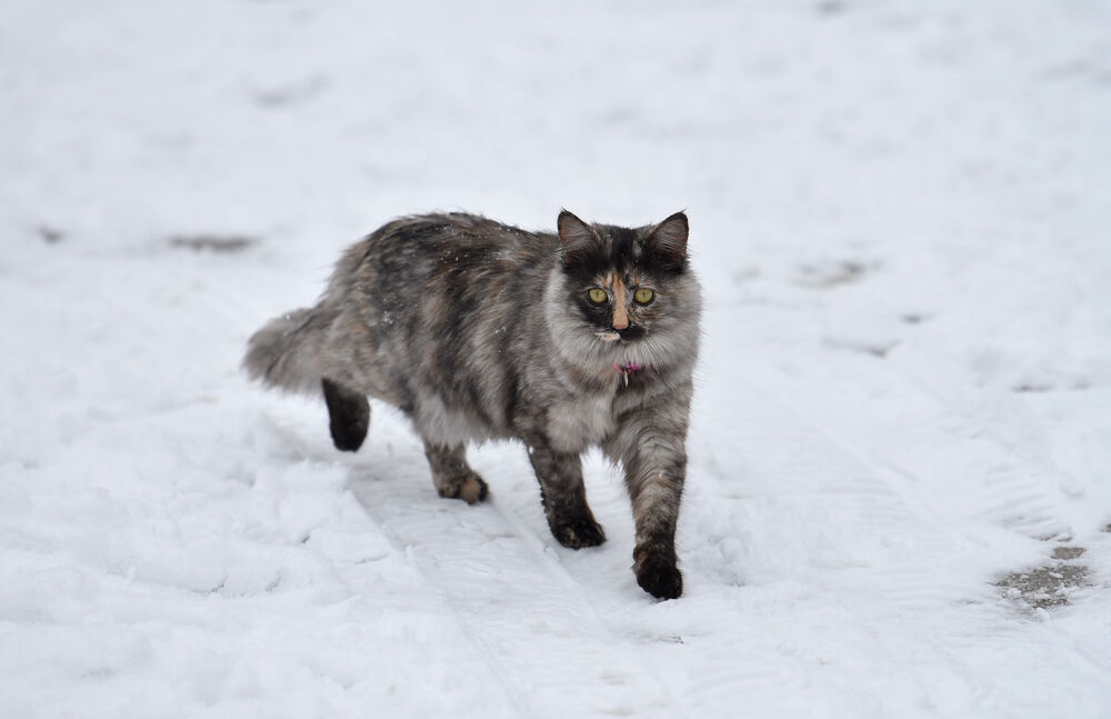 <p>U galeriji slika fotoreportera "Vijesti" Borisa Pejovića pogledajte kako izgleda Podgorica prekrivena snijegom koji je danas pao.</p>