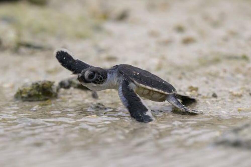 Foto: James Gourley/Getty Images