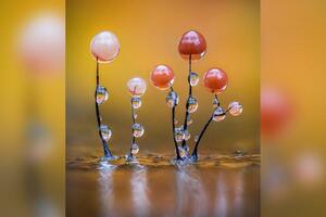 Ona je svuda, ali je nevidljiva: Upoznajte mikroskopski čudnovati...