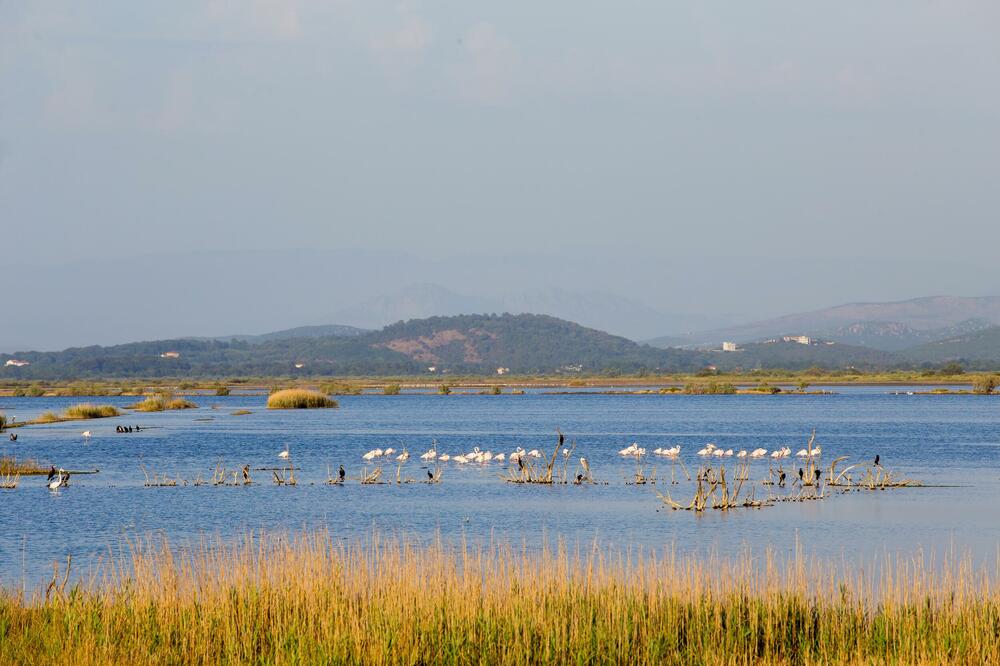 Početkom ove godine formiraće preduzeće: Solana, Foto: Shutterstock
