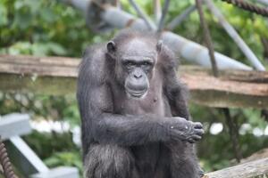 Preminula Ai, šimpanza koja je slikala i umjela da broji