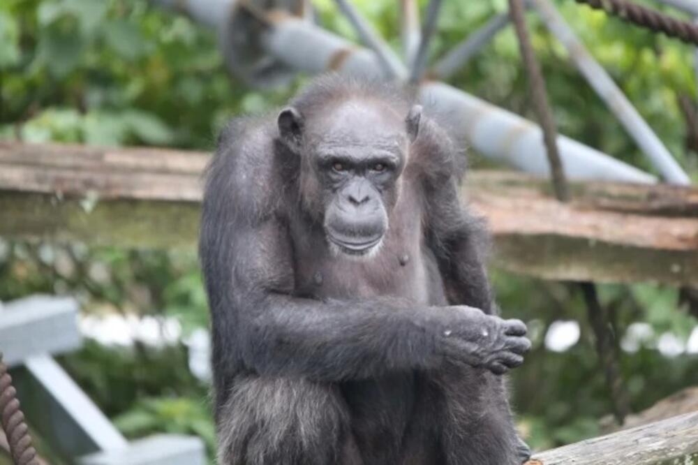 Ai je navodno jednom otključala kavez ključem i pobjegla sa drugim primatom, Foto: Center for the Evolutionary Origins of Human Behavior