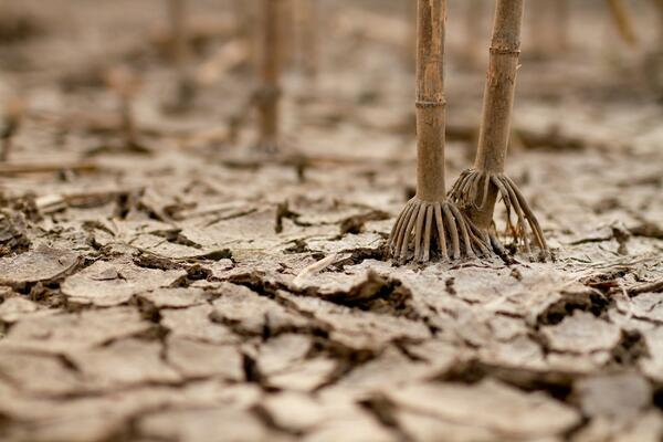 Die letzten drei Jahre waren die wärmsten in der Geschichte.