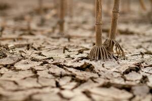 Posljednje tri godine najtoplije u istoriji