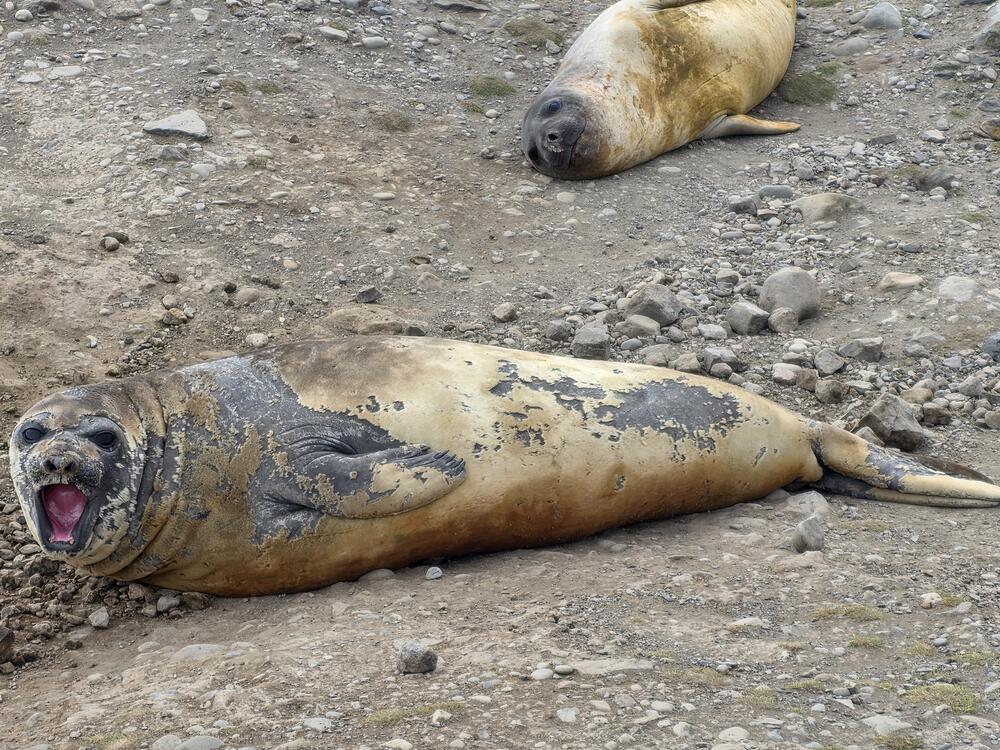<p>Osim morskom faunom i florom (ribama, rakovima, školjkama, puževima, bodljokošcima, algama) koja im je u fokusu istraživanja, Mačić i Joksimović bili su u prilici da posmatraju i ptice koje žive u ovim udaljenim područjima poput pingvina i kormorana, te morske sisare poput raznih vrsta tuljana među kojima je i južni morski slon koji može dostiči dužinu do sedam metara i težiti i do četiri tone</p>