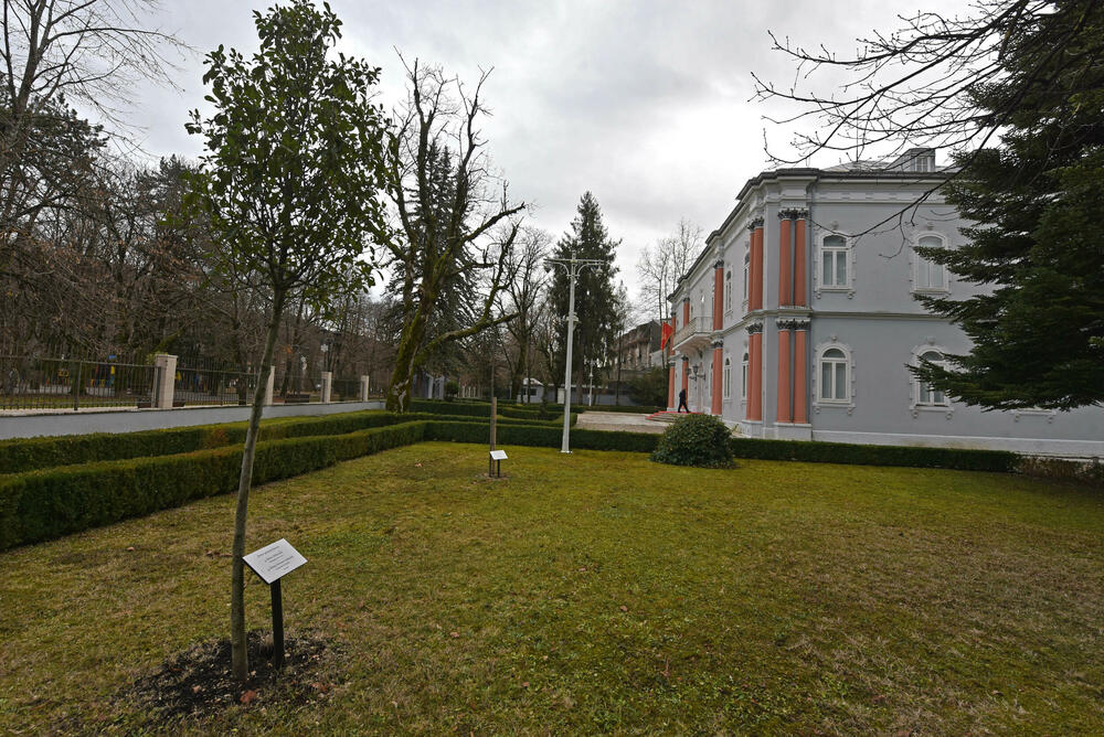 Stabla prijateljstva